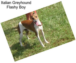 Italian Greyhound Flashy Boy