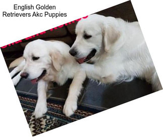 English Golden Retrievers Akc Puppies