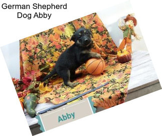 German Shepherd Dog Abby