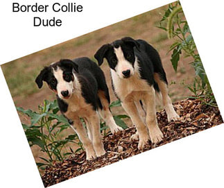 Border Collie Dude