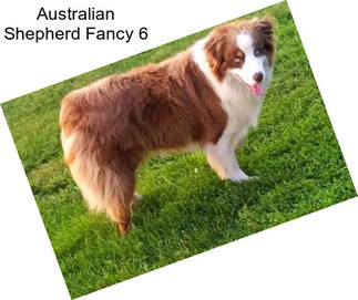 Australian Shepherd Fancy 6