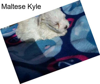 Maltese Kyle