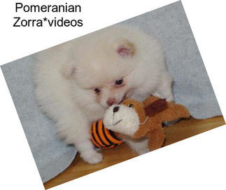 Pomeranian Zorra*videos