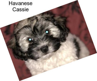 Havanese Cassie