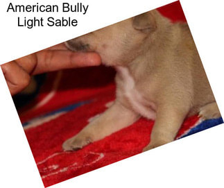 American Bully Light Sable