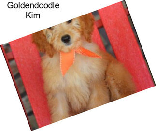 Goldendoodle Kim