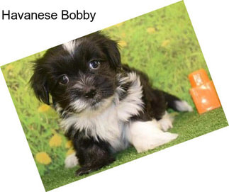 Havanese Bobby