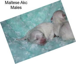 Maltese Akc Males