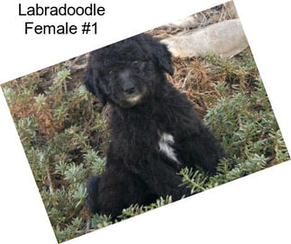 Labradoodle Female #1