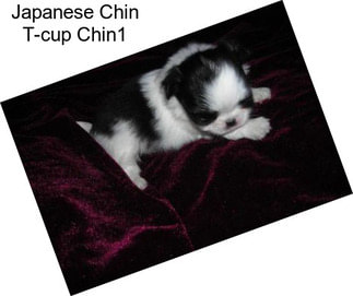 Japanese Chin T-cup Chin1