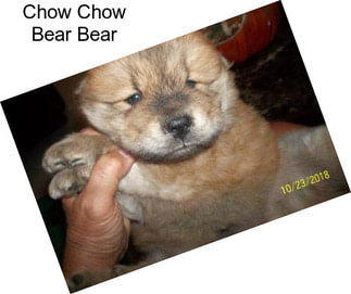Chow Chow Bear Bear