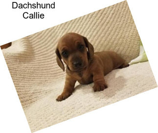 Dachshund Callie