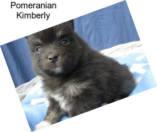 Pomeranian Kimberly