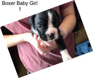 Boxer Baby Girl 1