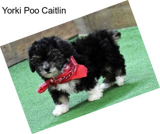 Yorki Poo Caitlin