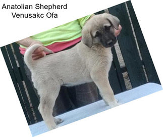 Anatolian Shepherd Venusakc Ofa