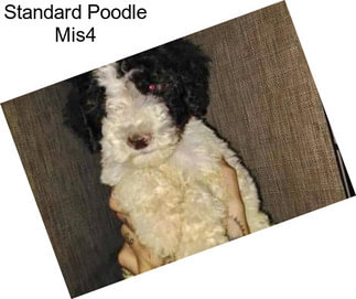 Standard Poodle Mis4