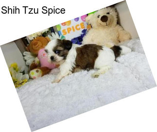 Shih Tzu Spice