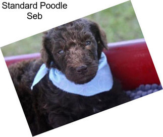 Standard Poodle Seb