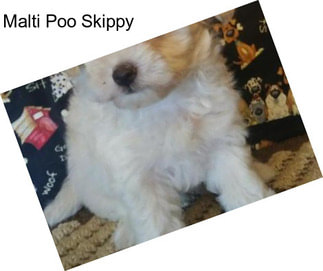 Malti Poo Skippy