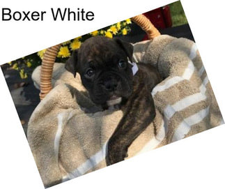 Boxer White
