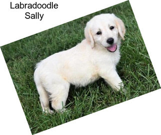 Labradoodle Sally