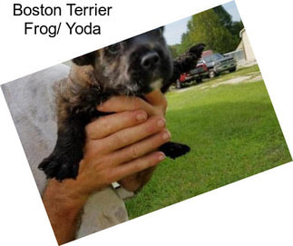 Boston Terrier Frog/ Yoda