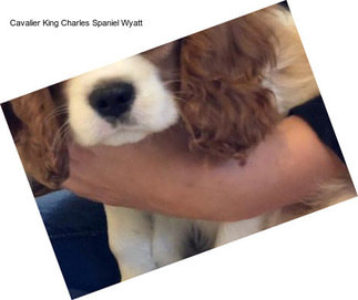 Cavalier King Charles Spaniel Wyatt