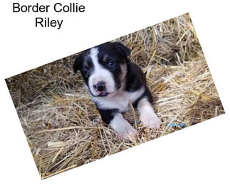 Border Collie Riley