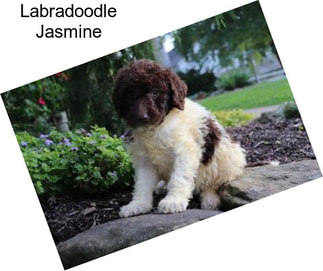 Labradoodle Jasmine