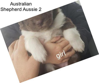 Australian Shepherd Aussie 2