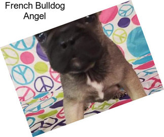 French Bulldog Angel