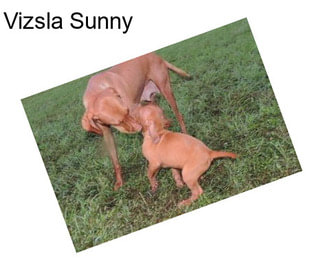 Vizsla Sunny