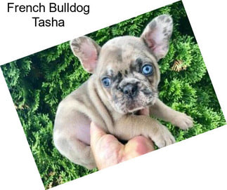 French Bulldog Tasha