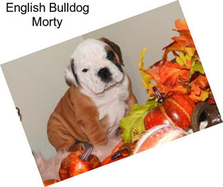 English Bulldog Morty