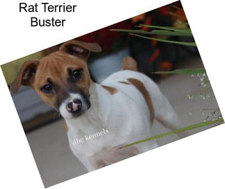 Rat Terrier Buster