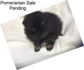 Pomeranian Sale Pending