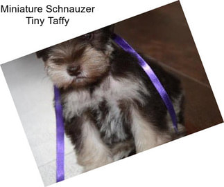 Miniature Schnauzer Tiny Taffy