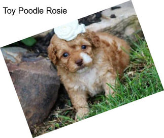 Toy Poodle Rosie