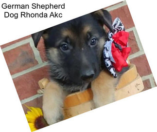 German Shepherd Dog Rhonda Akc