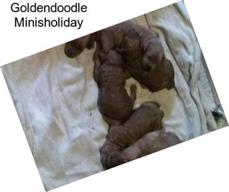 Goldendoodle Minisholiday