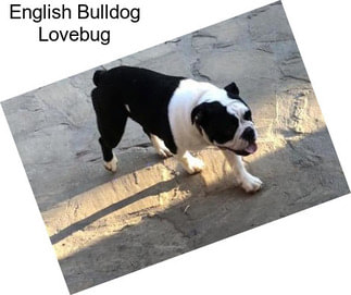 English Bulldog Lovebug