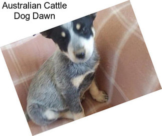 Australian Cattle Dog Dawn