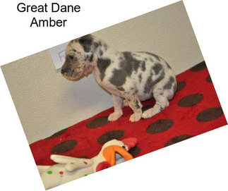 Great Dane Amber