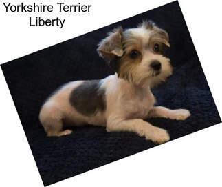 Yorkshire Terrier Liberty