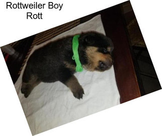 Rottweiler Boy Rott