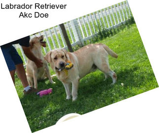 Labrador Retriever Akc Doe