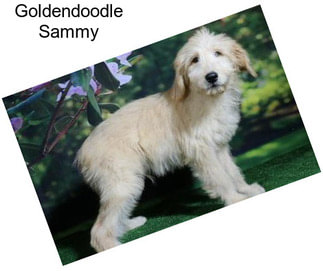 Goldendoodle Sammy