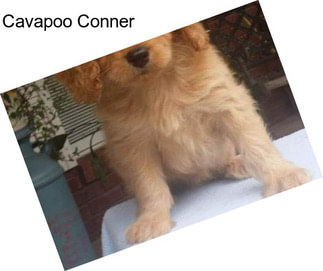 Cavapoo Conner