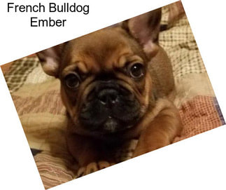 French Bulldog Ember